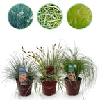 Ziergräser – blau-gelb – 3 Pflanzen, Ø 17 cm, 50 cm hoch