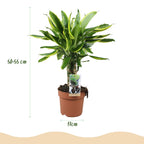 Dracaena fragrans Golden Coast (dragebreg) – Ø17 cm, 50–55 cm høj
