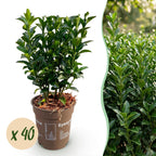 Euonymus japonica 'Green Spire' (Japanese spirea) – 40 plants, Ø9 cm, 20–25 cm high