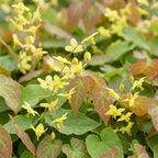 Epimedium perralch. 'Frohnleiten' (polystichum) – jaune – 12 plantes, Ø11 cm, 15–25 cm de haut