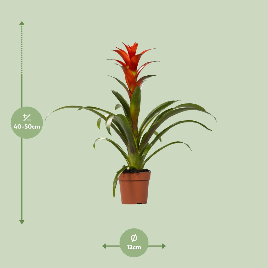 Guzmania Ostara (Bromeliaceae) – Ø12 cm, 45 cm høj