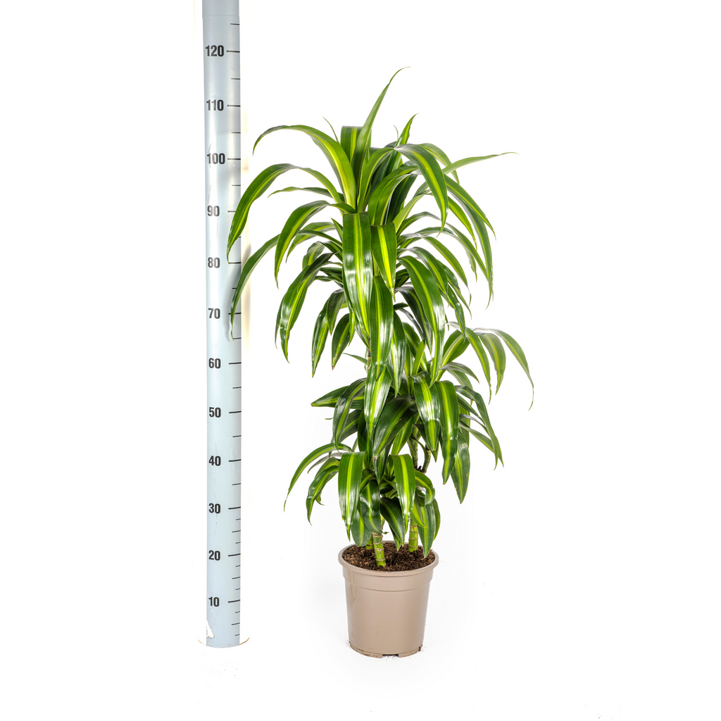 Dracaena Deremensis Hawaiian Sunshine (drakenboom) – Ø21 cm, 90–110 cm hoog