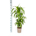 Dracaena Deremensis Hawaiian Sunshine (drakenboom) – Ø21 cm, 90–110 cm hoog