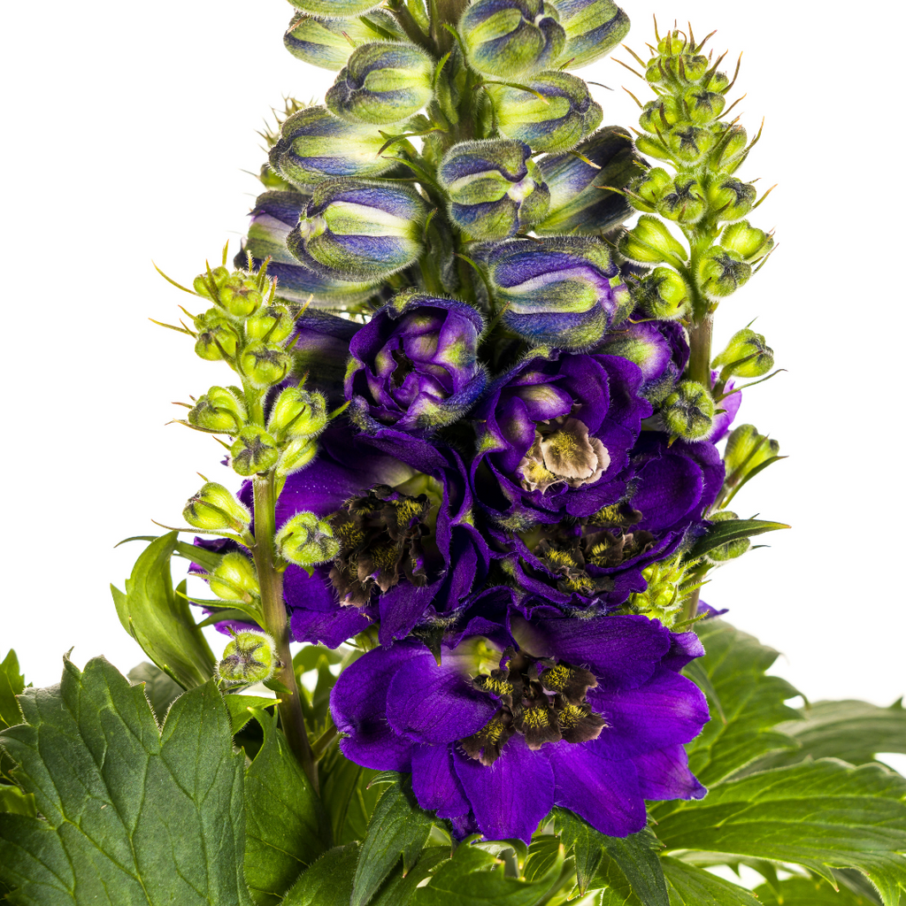 Delphinium 'Elatum Purple' (Schwertlilie) – Ø19 cm, 45–60 cm hoch – Bild 3
