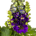 Delphinium 'Elatum Purple' (Schwertlilie) – Ø19 cm, 45–60 cm hoch
