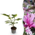 Magnolia 'Susan' – lilla – Ø12 cm, 30 cm høj