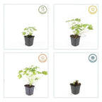 Geranium macrorrhizum 'Czakor' (cranesbill) – 60 plants, Ø9 cm, 10–25 cm high