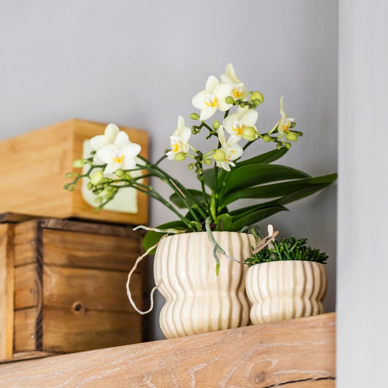 Phalaenopsis 'Botanic' geel (orchidee) in Horizon sierpot geel – Ø9 cm, 22 cm hoog