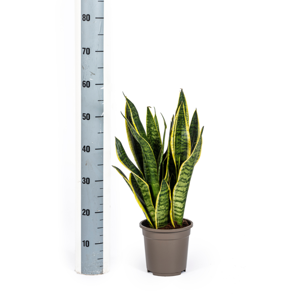 Sansevieria trifasciata Futura Superba (svigermors tunge) – Ø17 cm, 45–55 cm høj – billede 3