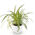 Chlorophytum comosum Variegatum (græsløg) i Potter-pyntepotte hvid – Ø12 cm, 20 cm høj