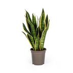 Sansevieria trifasciata Futura Superba (svigermors tunge) – Ø17 cm, 45–55 cm høj