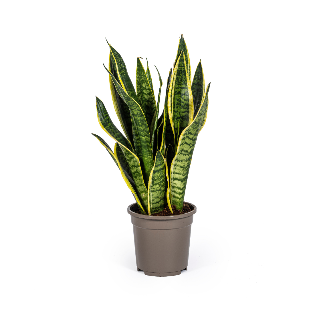 Sansevieria trifasciata Futura Superba (svigermors tunge) – Ø17 cm, 45–55 cm høj