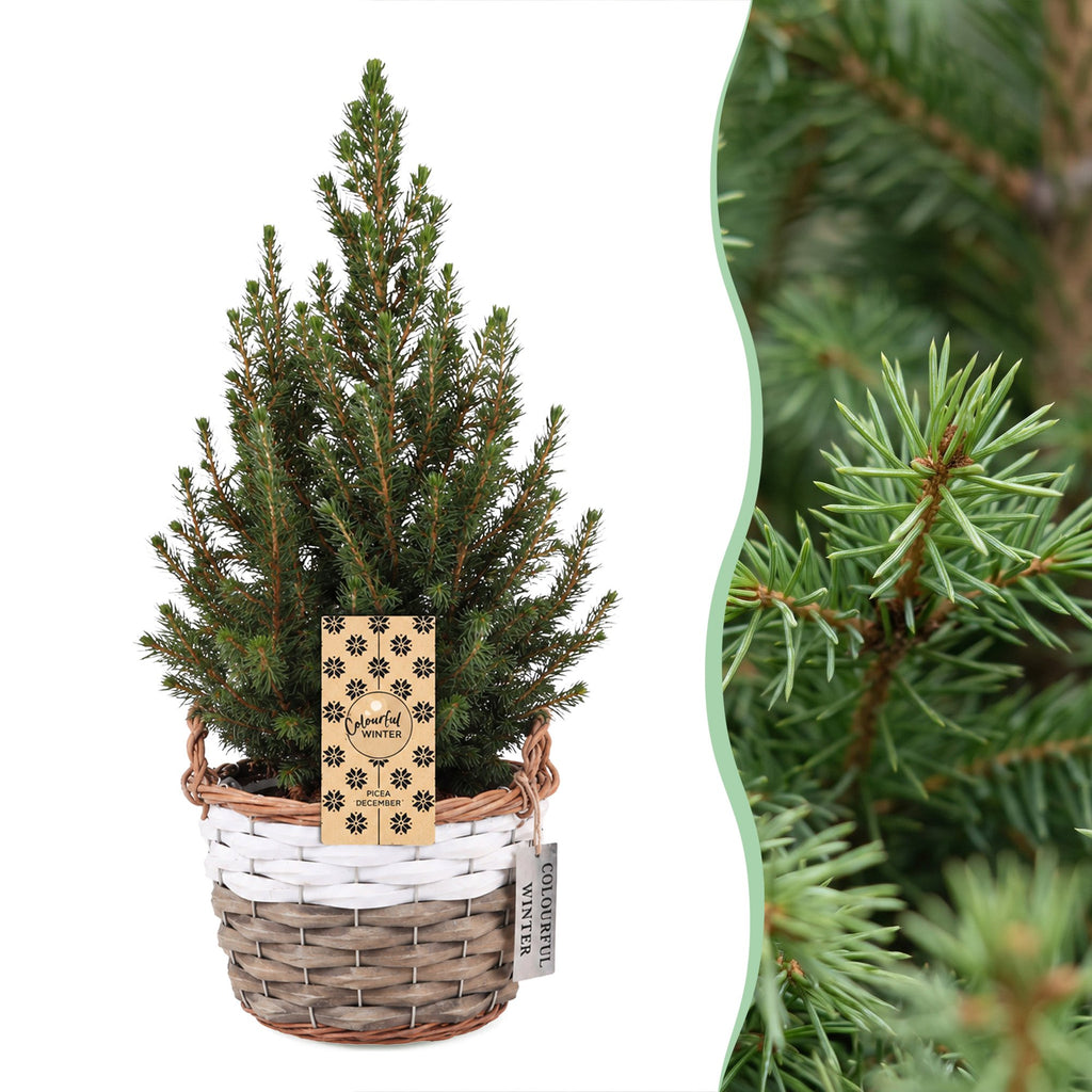 4× Picea glauca Conica (petit sapin de Noël) avec panier – Ø17 cm, 65 cm de haut