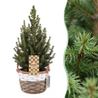 4× Picea glauca Conica (petit sapin de Noël) avec panier – Ø17 cm, 65 cm de haut
