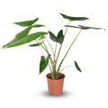 Alocasia zebrina (elefantøre) – Ø21 cm, 70–75 cm høj