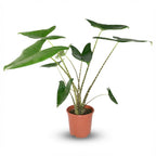 Alocasia zebrina (elefantøre) – Ø21 cm, 70–75 cm høj