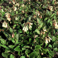 Symphytum grandiflorum (comfrey) – 48 plants, Ø9 cm, 10–25 cm high