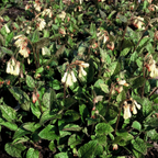 Symphytum grandiflorum (Großer Fingerhut) – 48 Pflanzen, Ø 9 cm, 10–25 cm hoch