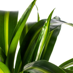 Dracaena Deremensis Hawaiian Sunshine (drakenboom) – Ø21 cm, 90–110 cm hoog