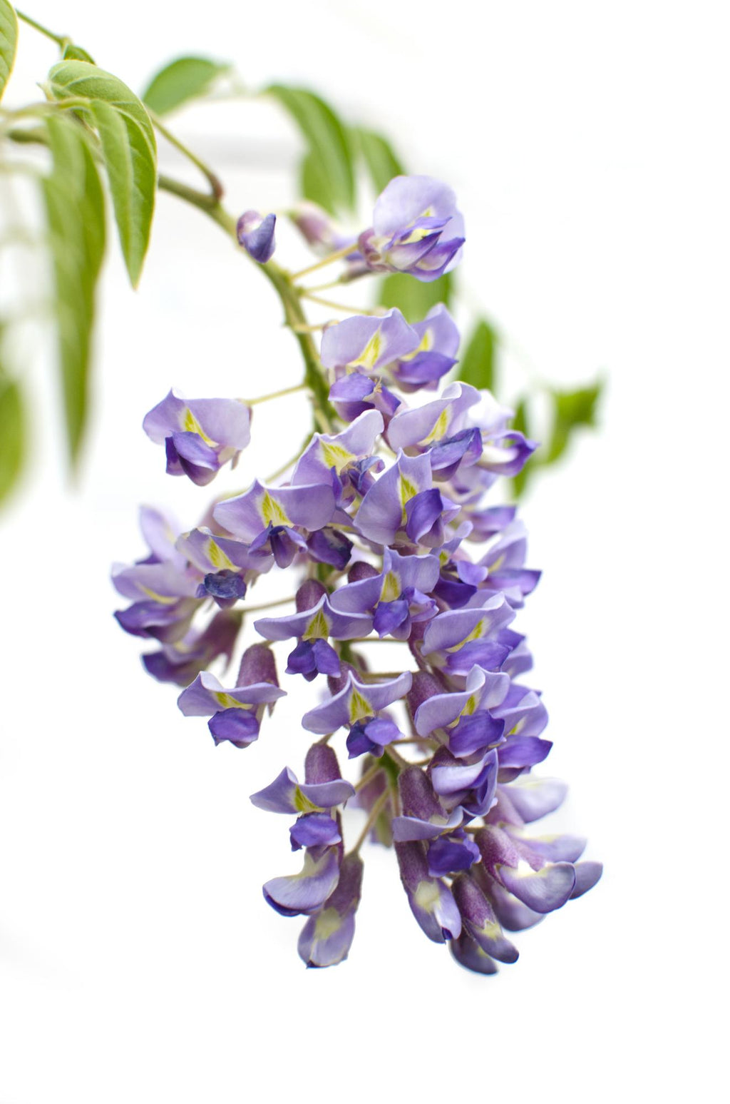 Wisteria sinensis 'Prolific' (Chinese wisteria) – 2 plants, Ø15 cm, 65 cm high – photo 3
