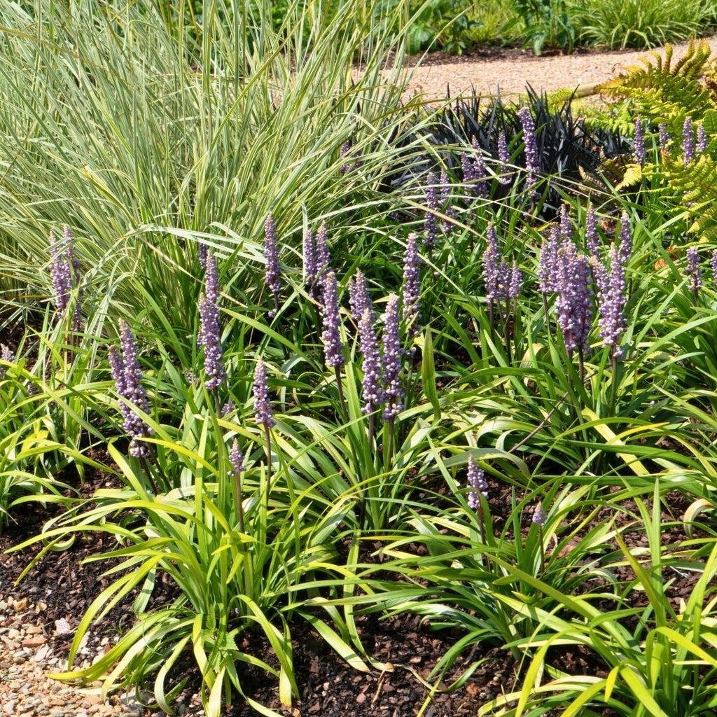 Liriope muscari 'Ingwersen' (lily grass) – 6 plants, Ø14 cm, 25 cm high – photo 3