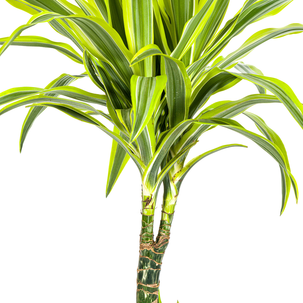 Dracaena Deremensis Lemon Lime (drakenboom) met mand – Ø21 cm, 90–110 cm hoog