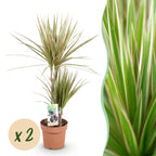 2× Dracaena marginata Bicolor (drakträd) – Ø17 cm, 70–75 cm hög