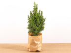 Christmas tree (Picea) – Ø11 cm