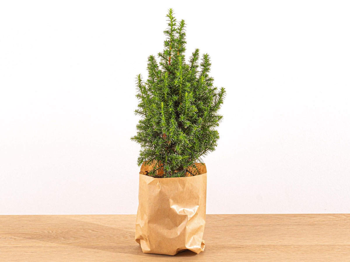 Kerstboompje (Picea) – Ø11 cm