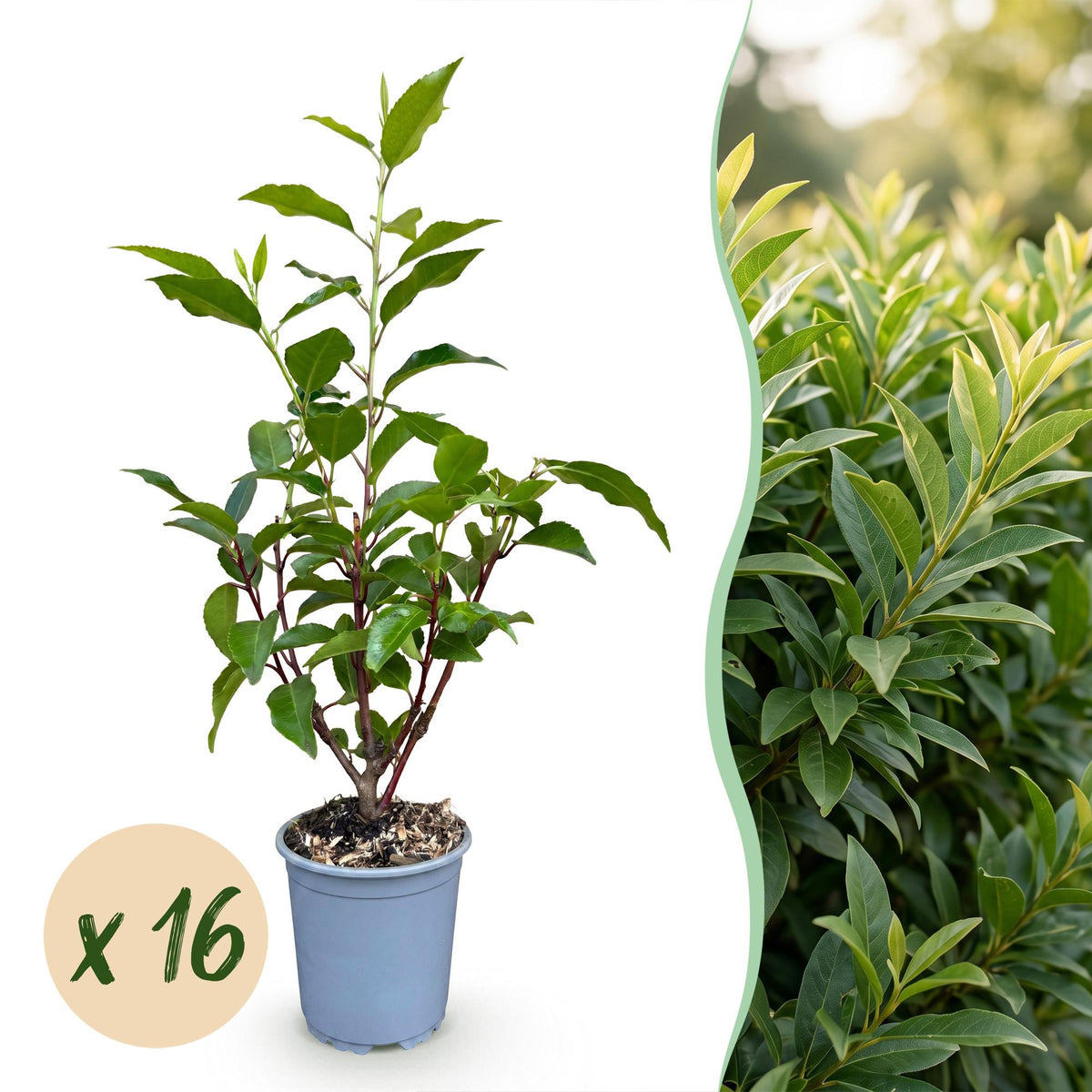 Prunus lusitanica angustifolia (prunier de Lusitanie) – 16 plants, Ø9 cm, 25–35 cm de haut