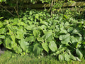 Phlomis russeliana (Russel-Königskerze) – 60 Pflanzen, Ø 9 cm, 10–25 cm hoch