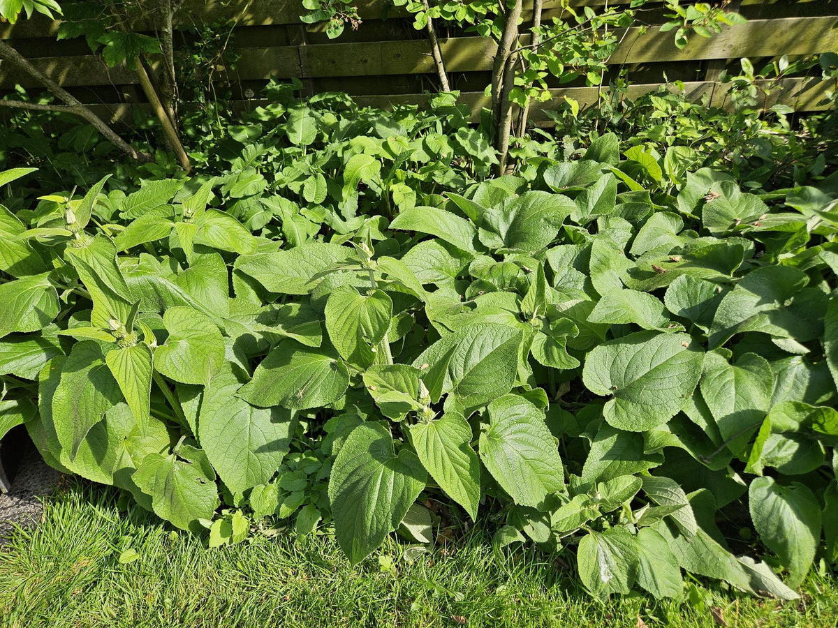 Phlomis russeliana (Russel-Königskerze) – 60 Pflanzen, Ø 9 cm, 10–25 cm hoch