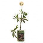 Parthenocissus henryana (vigne vierge chinoise) – 6 plants, Ø9 cm, 35 cm de haut