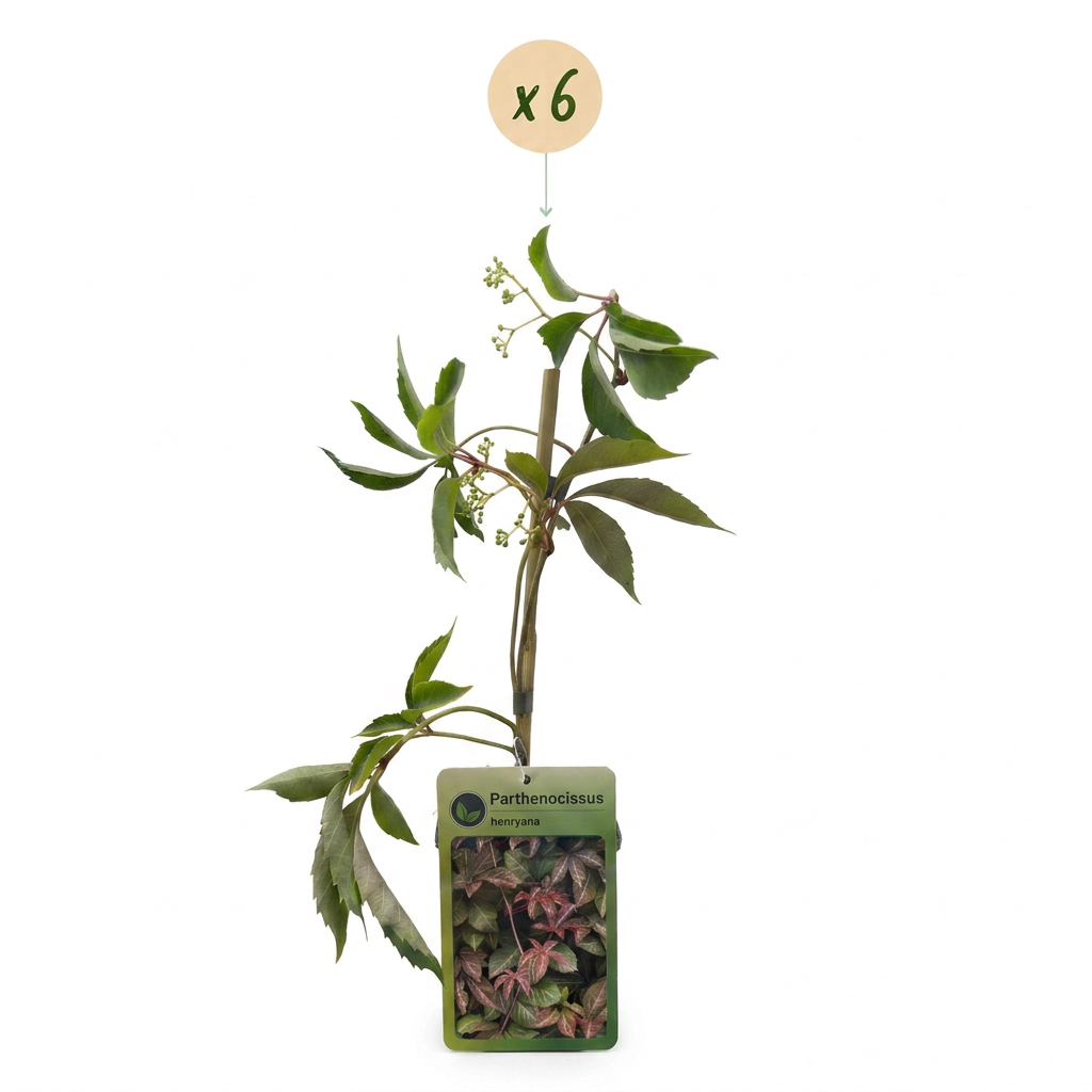 Parthenocissus henryana (vigne vierge chinoise) – 6 plants, Ø9 cm, 35 cm de haut – photo 2