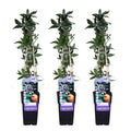 Passiflora caerulea (passion flower) – 3 plants, Ø15 cm, 65 cm high