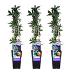 Passiflora caerulea (passion flower) – 3 plants, Ø15 cm, 65 cm high