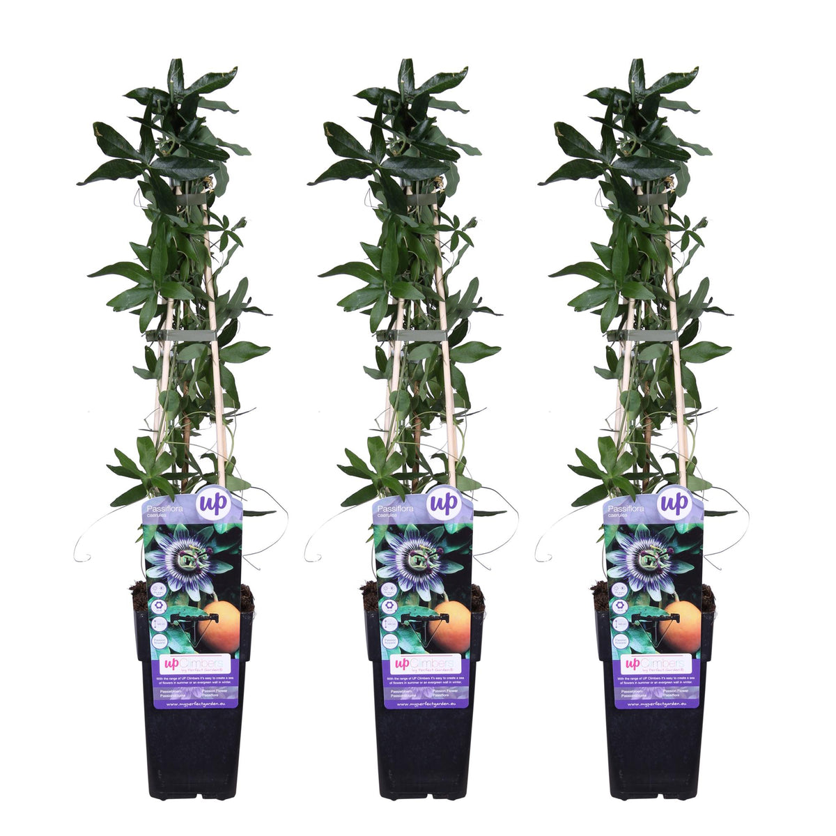 Passiflora caerulea (passion flower) – 3 plants, Ø15 cm, 65 cm high