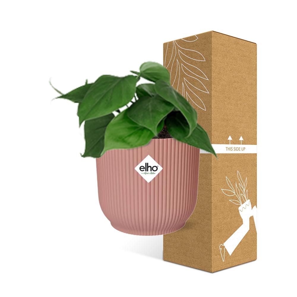 Philodendron scandens in ELHO Vibes Fold 14 cm rosa – 25 cm hoch