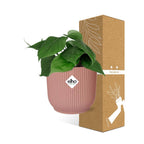Philodendron scandens in ELHO Vibes Fold 14 cm rosa – 25 cm hoch