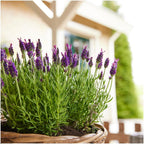 Lavandula stoechas 'Anouk' (lavender) – 24 plants, Ø12 cm, 25 cm high