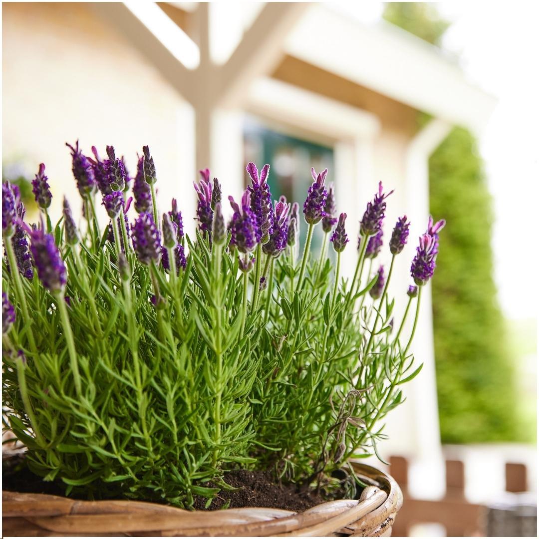 Lavandula stoechas 'Anouk' (lavender) – 24 plants, Ø12 cm, 25 cm high – photo 3