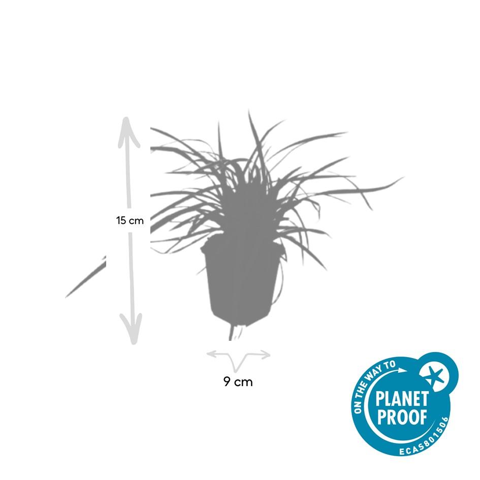 Carex morrowii 'Aureovariegata' (Segge) – 6 Pflanzen, Ø9 cm, 10–25 cm hoch – Bild 4