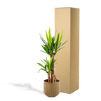 Yucca – Ø21 cm – art. 1462