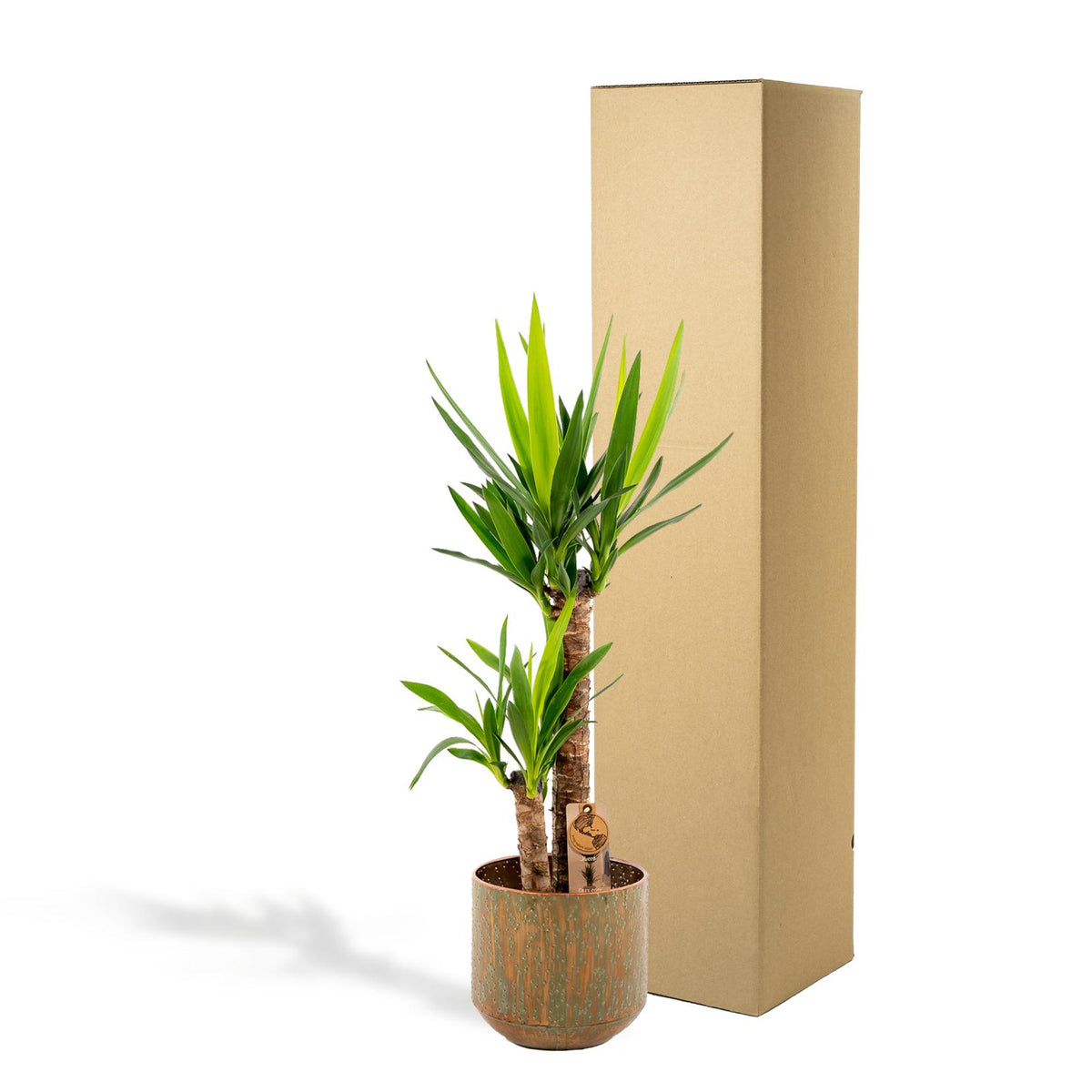 Yucca – Ø21 cm – art. 1462