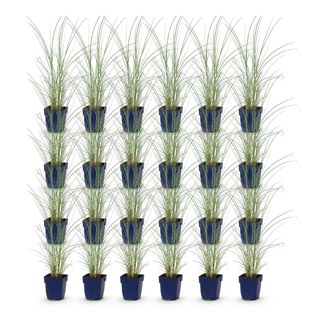 Miscanthus sinensis 'Morning Light' (Chinese silver grass) – 24 plants, Ø11 cm, 15–25 cm high – photo 2