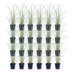 Miscanthus sinensis 'Morning Light' (Chinese silver grass) – 24 plants, Ø11 cm, 15–25 cm high