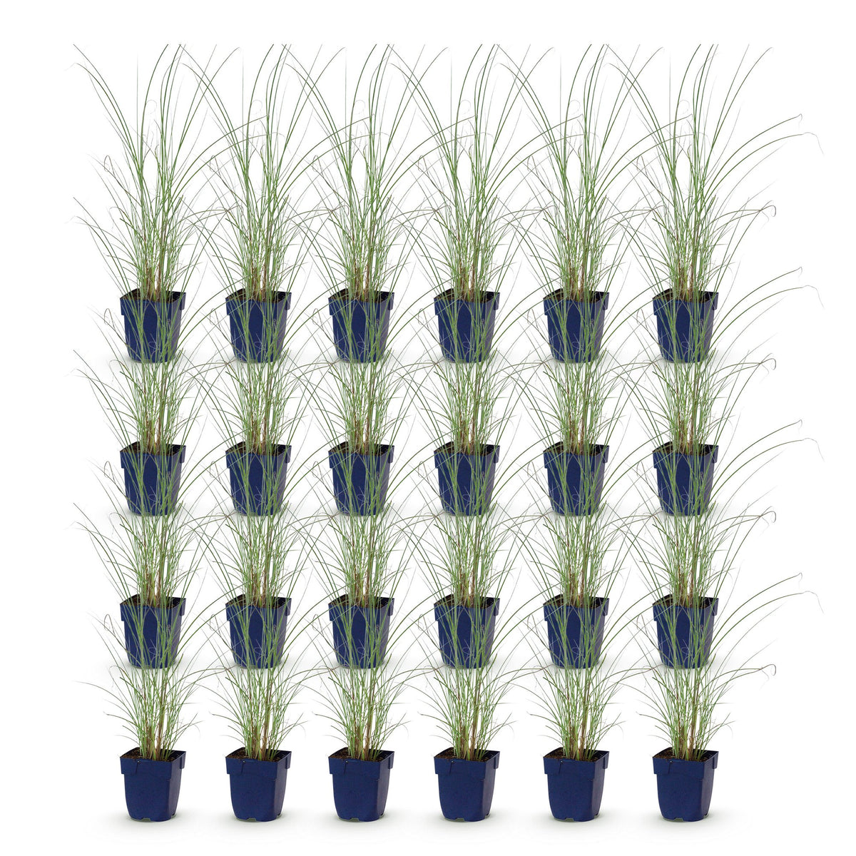 Miscanthus sinensis 'Morning Light' (Chinese silver grass) – 24 plants, Ø11 cm, 15–25 cm high – photo 2