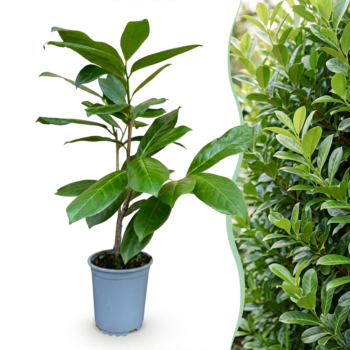Prunus laurocerasus 'Rotundifolia' (laurier-cerise) – 8 plants, Ø9 cm, 25–35 cm de haut – photo 3
