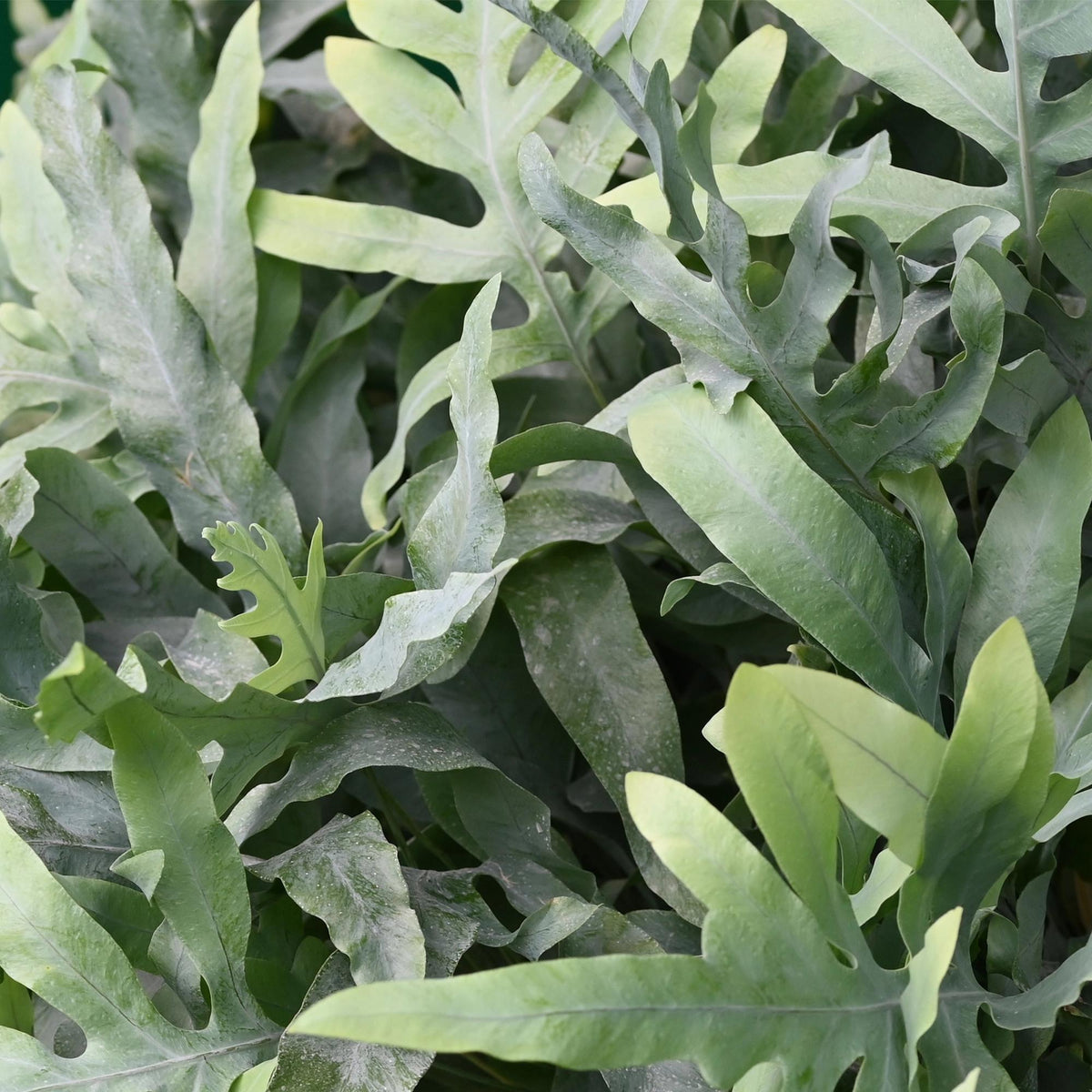 2× Phlebodium aureum Blue Star (fougère bleue) en pot décoratif gris – Ø12 cm, 25 cm de haut