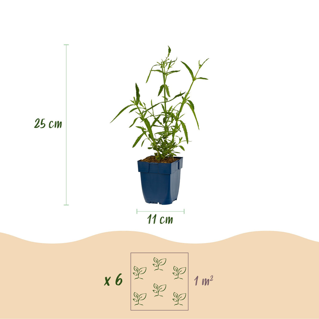 Verbena bonariensis 'Lollipop' (Blutwinde) – lila – 6 Pflanzen, Ø 11 cm, 15–25 cm hoch – Bild 3